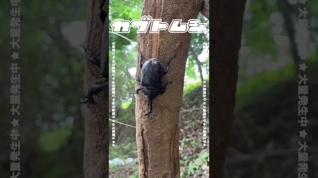 【昆蟲廢片】台中的獨角仙（Trypoxylus dichotomus tunobosonis）秘境！