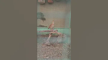 صوت انثى الصفرد Birds Birdslover Birdsounds انثى الصفرد الصفرد الباكستاني صوت الصفرد 
