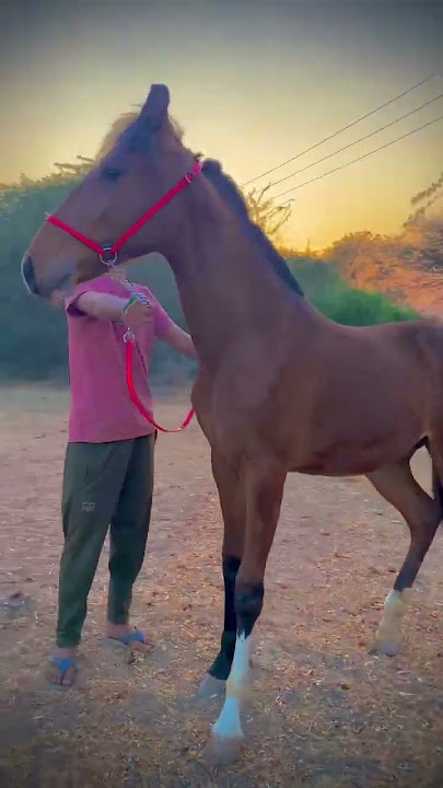 Devangi fareni ( Age: - 10 monthDam: - Tajan fareniAt:- sejpalraaj farm fareni