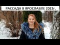 Рассада в Ярославле 2023г.