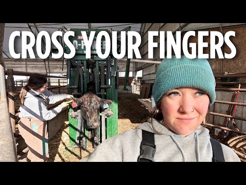 Working WITH Our Cows, NOT Against Them. Pre-Calving Work!