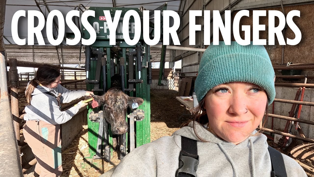 Working WITH Our Cows, NOT Against Them. Pre-Calving Work! | That Fit ...