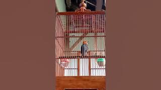 Anis merah gacor pancingan pagi hari isian sikatan londo kapastembak