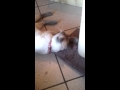 Snowball with cat nip