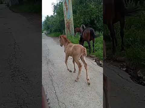 Встреча на дороге. Жеребёнок. #animals #shorts #жеребенок