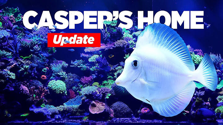 Casper's 1500G Reef Tank UPDATE