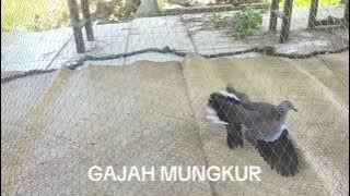PUKULAN TERCEPAT DAN AKURAT BURUNG TEKUKUR BAHAN ADUAN...🙏🙏
