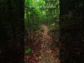 Horagolla National Forrest 🌳🍃🍂 | Walking Tour 🐾