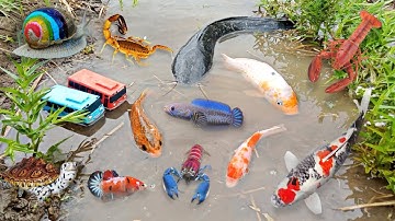 Tổng hợp các video cá cảnh đẹp, động vật dễ thương, vịt, cá lia thia, cá betta, cá lau kiếng