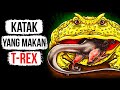 Awas! Gigitan Katak Ini Lebih Kuat daripada Srigala!