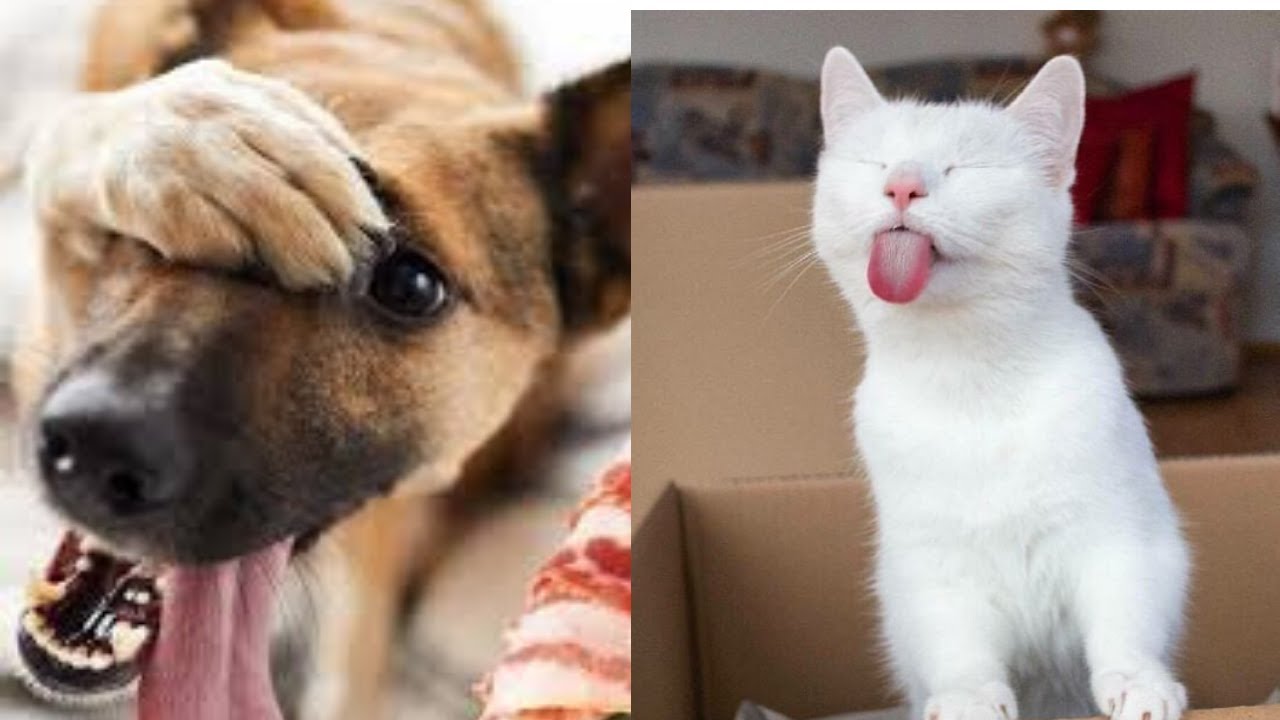 Funny dog and cat moments with kids compilation video 2020 ~ Animal ...