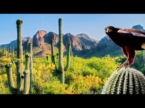 Sonoran Desert (North
