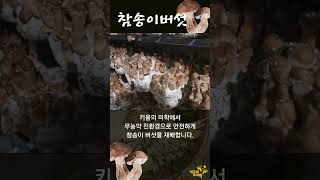 참송이버섯 재배영상