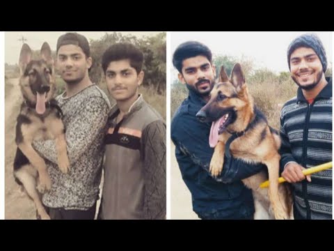 german shepherd diet chart youtube german diet chart