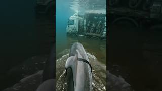 This Dolphin Discovered Hundreds of Stolen Bikes Hidden Under the#AmazonMystery Amazon#viral#Amazon