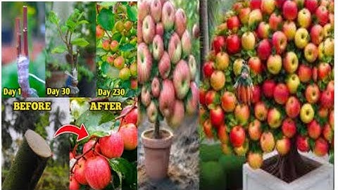 Apple Tree propagation - By  air layering using aloe Vera