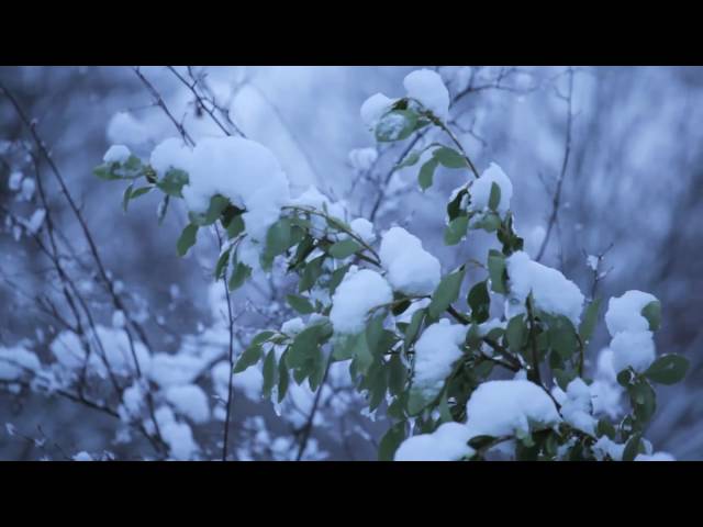 Nature in the Royal Parks