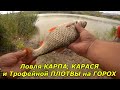 Ловля КАРПА, КАРАСЯ и Трофейной ПЛОТВЫ на ГОРОХ 🔥