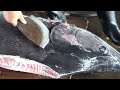 500 lb Giant Marlin cutting for  Sashimi