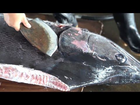 250 kg Giant Marlin cutting for  Sashimi