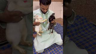 Rabbit?ki ladai ho gyi petsvlog rabbit rabbits pets vlog pet petsmoon dailyvlog animals