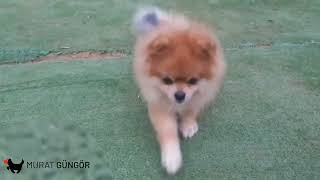 Köpek Eğitimi - Zeki Köpeğin Eğitim Figürleri! Pomeranian Boo ✅ #köpekeğitimi