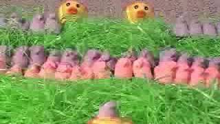 Peep Wars