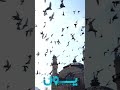 ويډيو یی يګ سال پيش مسجد پل خشتی Youn402 Afganistan 