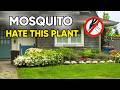 10 Powerful Plants That Naturally Keep Mosquitoes Away All Summer