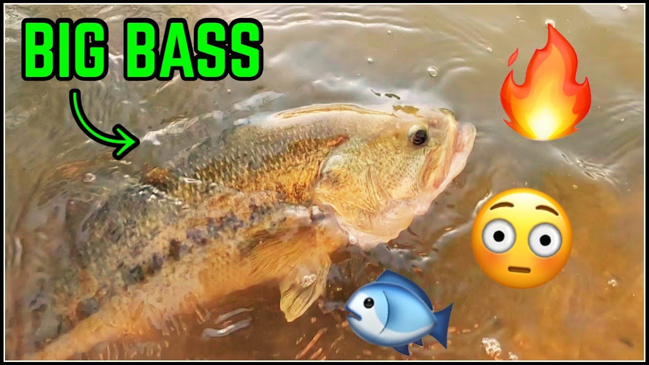 BIG Bass CRUSHES My Lure Near Shore!! (Insane Strike)