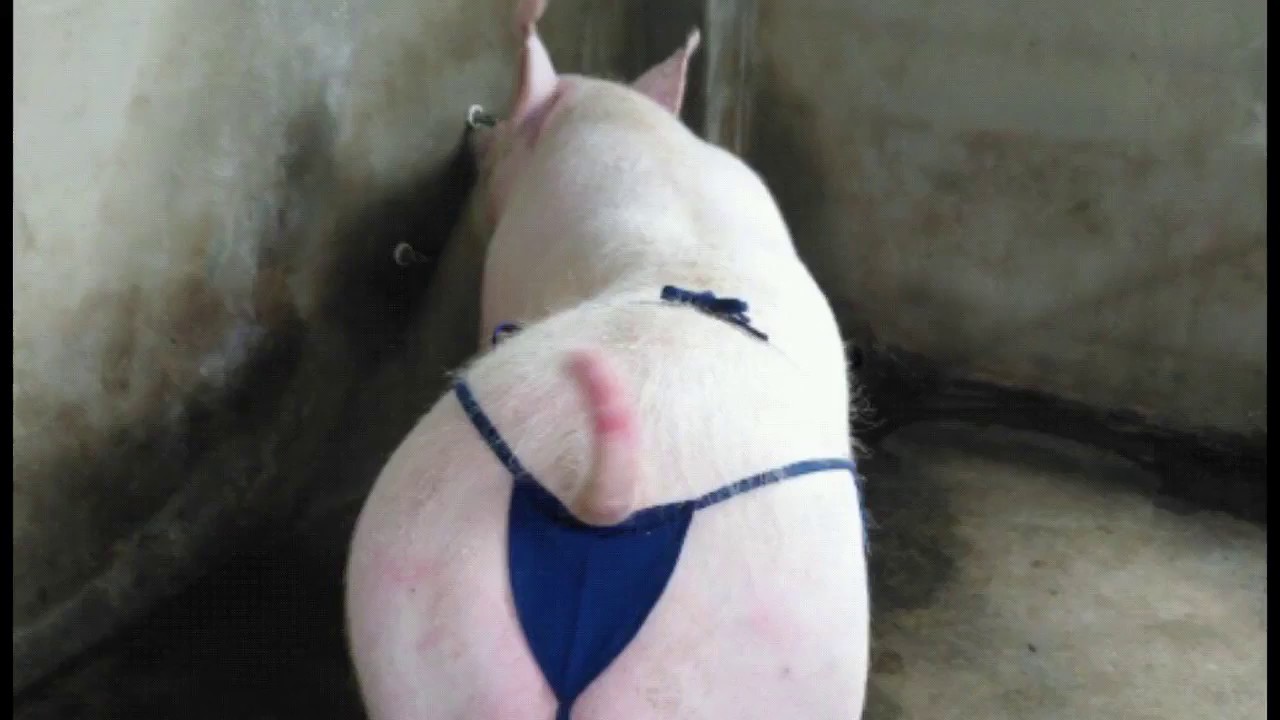 Arms Of Justice - Sexy Pig (Official Music Video) - YouTube