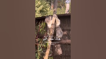 تلاوة رائعة | هذا خلق الله 🌷 #تلاوة_خاشعة #قرآن #ماهر_المعيقلي #راحة_نفسية #اكسبلور #لايك