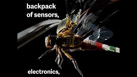 We turned a dragonfly into a drone