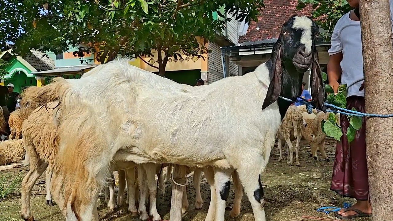 600 rb✅️INDUKAN PE SUPER||awal tahun harga ajorr mumor bolo||pasar kambing merakurak