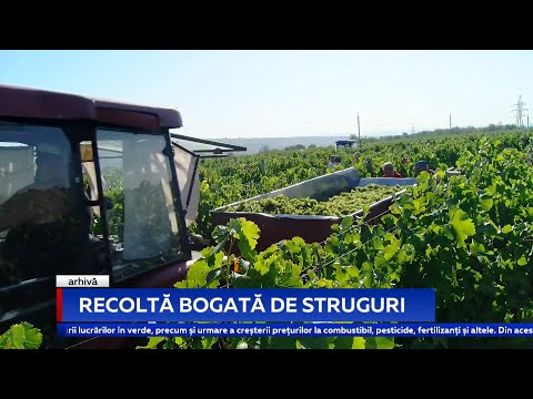 Video: Cum Se Cultivă Struguri Din Semințe? Este Posibil Să Cultivăm Struguri Fructiferi Din Semințe Acasă? Crește într-un Apartament și La țară