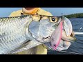 Pescando los Flats de Yucatán |Tarpon, Barracuda, Jurel y más…