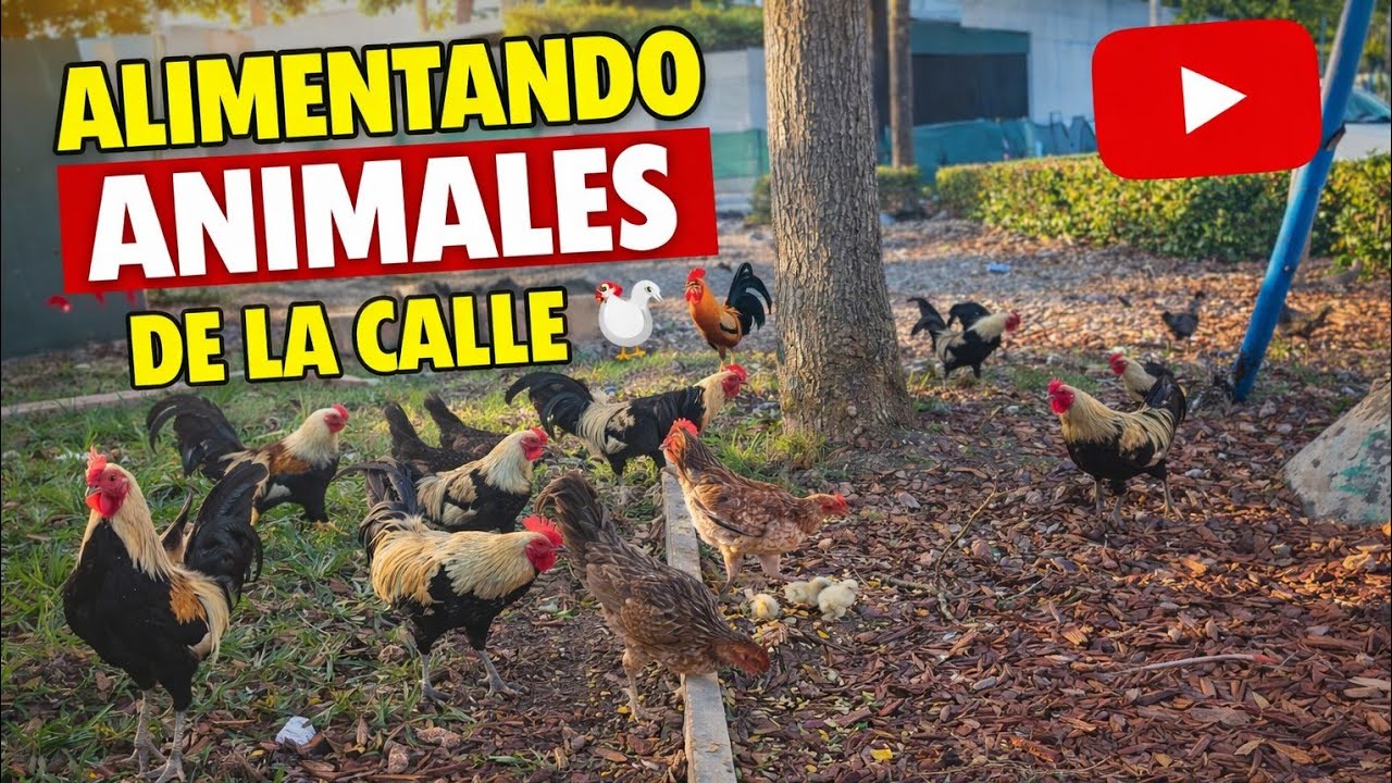 NADIE LES DABA DE COMER 😢