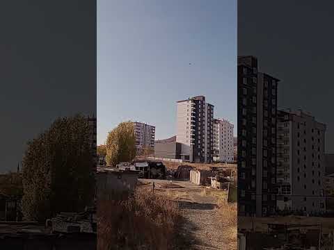 Boz dumanlı dişi