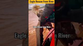 These Gyz Rescuing Bald Eagle 🦅 From Drowning In River 🌊| #shorts