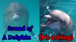 Sound of a Dolphin 🐬.  Real sound, no editing Resimi