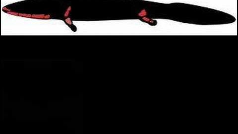 Transitional Fossils - Fish to Amphibians