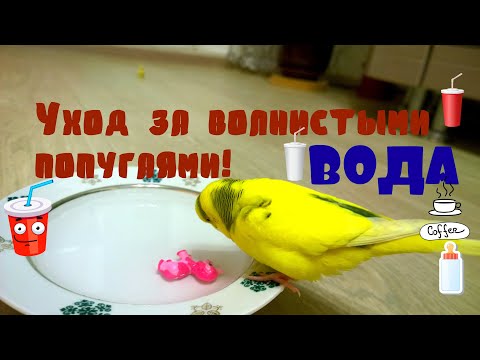ВОДА ДЛЯ ПОПУГАЯ! Всё о Воде для Попугаев! Уход за волнистыми попугаями! Часть 6. Уход и содержание!