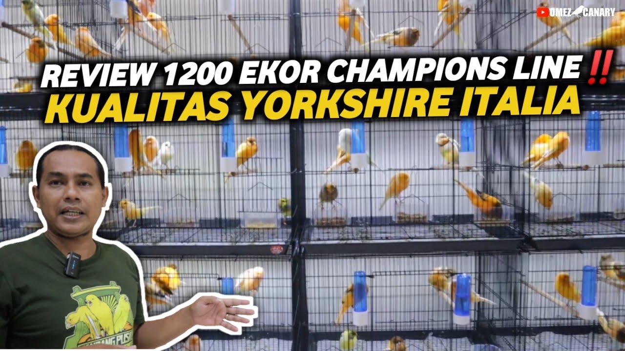 KENARI YS FOI ITALIA POSTURNYA GAK ADA OBAT‼️INTIP KOLEKSI KANDANG PUSAT KENARI IMPORT SOLORAYA