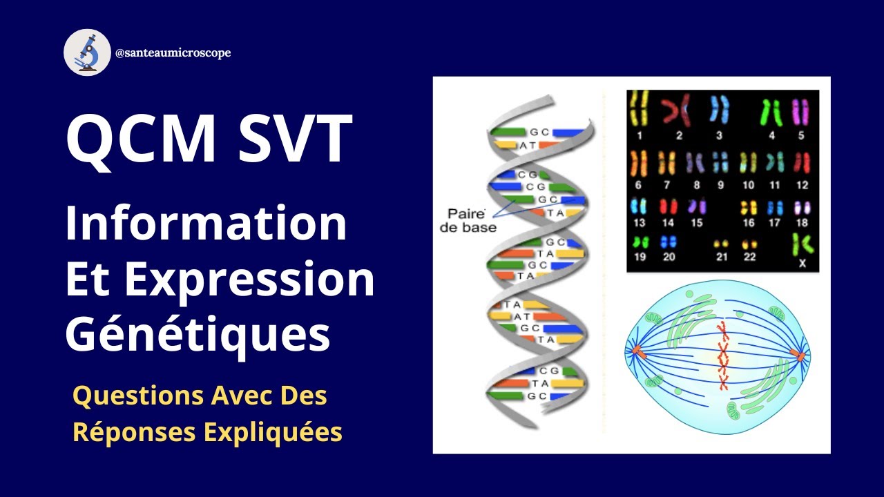 QCM SVT  Information Génétique Et Son Expression  Questions Avec Des Réponses Expliquées