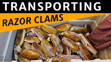 How To Transport Razor Clams