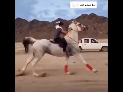 سرعة الخيل ومهارة الخيال 