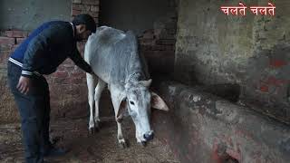व्यापारी बनिया बन गया देसी गौपालक  | काफी सीखने को मिलेगा | Desi Cow Milk in Delhi @ 90 Rupee