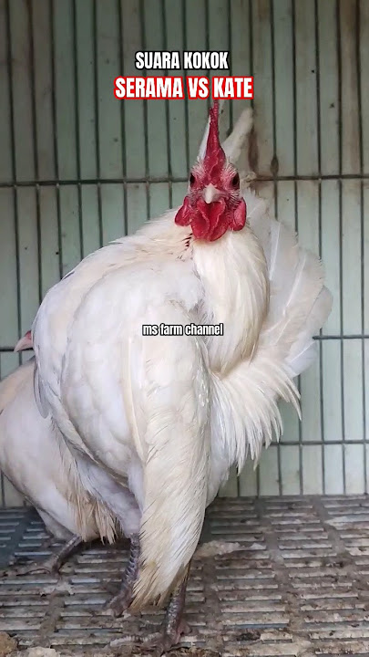 SUARA KOKOK AYAM SERAMA VS KATE #shorts #viral #fyp