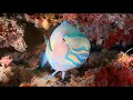 Why Parrotfish are Important