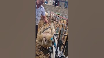 Flipping sheep #youtubeshorts #shorts #subscribe #cute #farming #trending #farm #viral #video